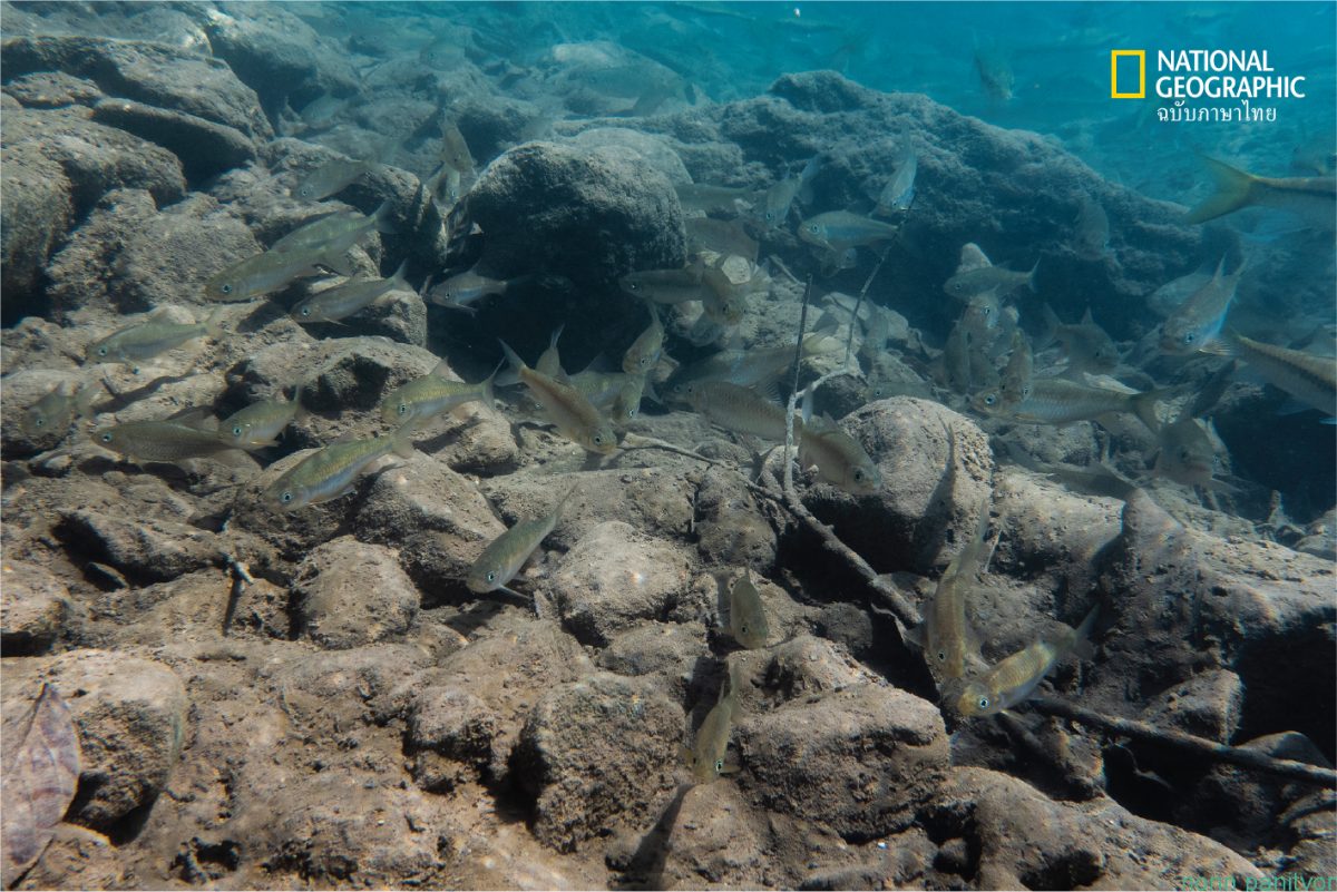 Poropuntius bantamensis.jpg