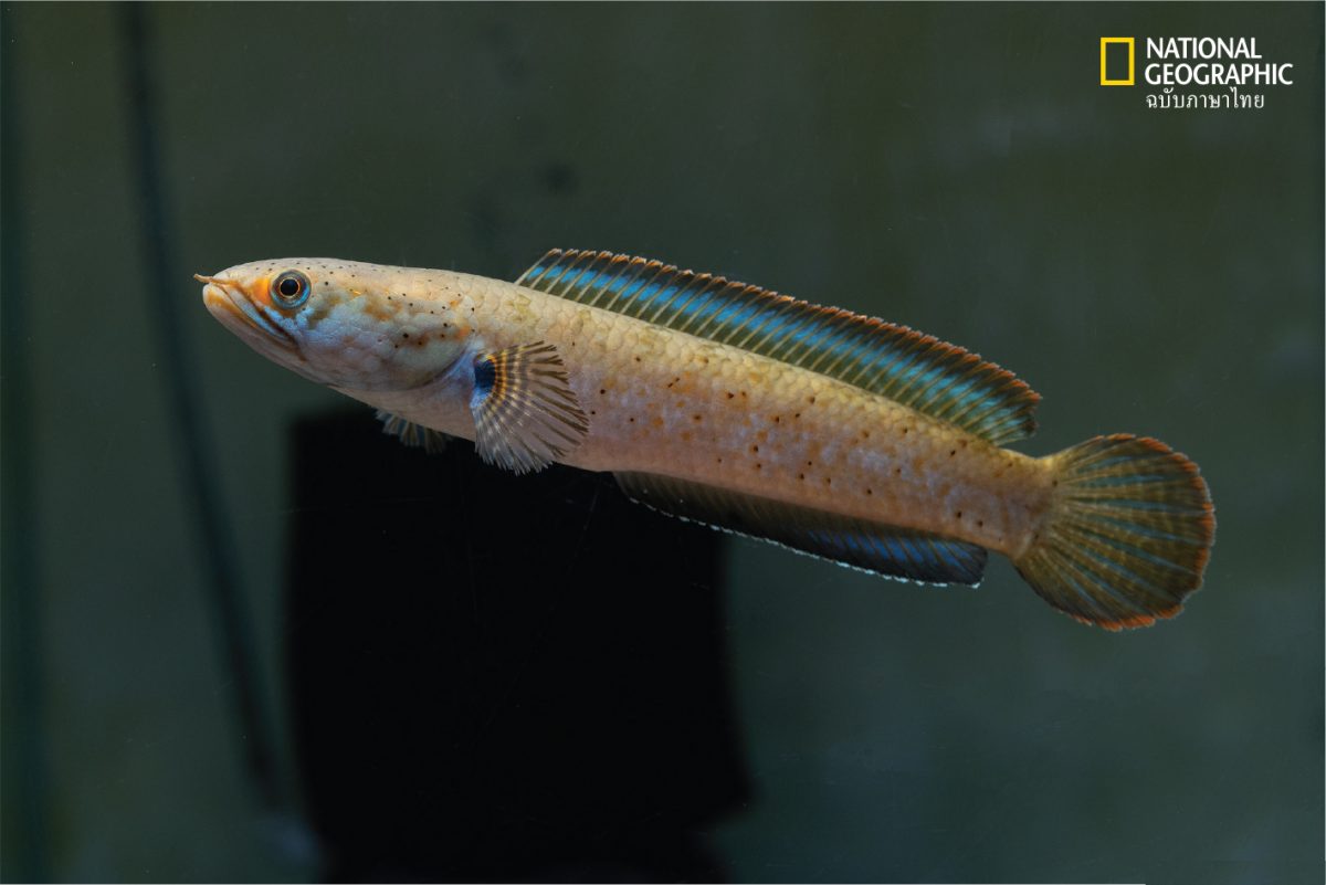 𝐶ℎ𝑎𝑛𝑛𝑎 𝑟𝑢𝑏𝑜𝑟𝑎