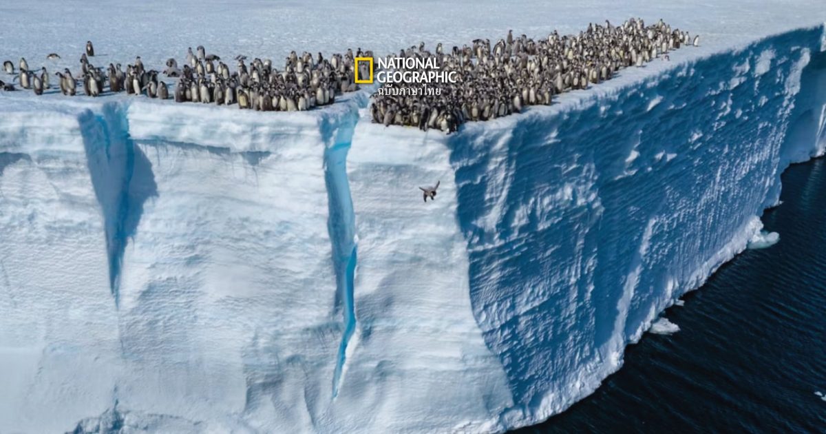 ภาวะโลกเดือดเป็นเหตุ เพนกวินโดดผาสูง 15 เมตร! เพราะอะไรกัน?