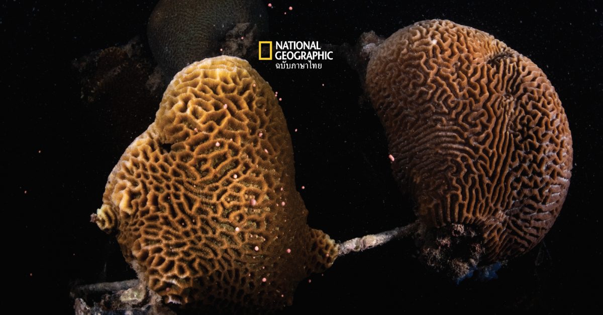 เมื่อปะการังที่เกิดจากการผสมเทียมออกไข่ครบวงจรชีวิต งานวิจัยระยาวเพื่อฟื้นฟูปะการังสู้วิกฤติโลก