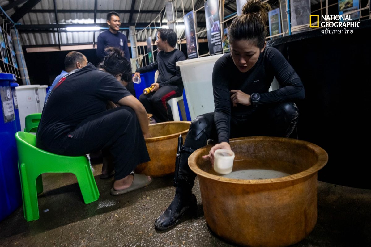 ขยายพันธุ์ปะการัง