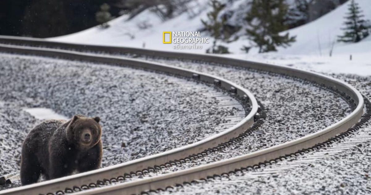 เมื่อรางรถไฟ ใกล้ หมีกริซลี “ความตาย” จึงเป็นเรื่องปกติ