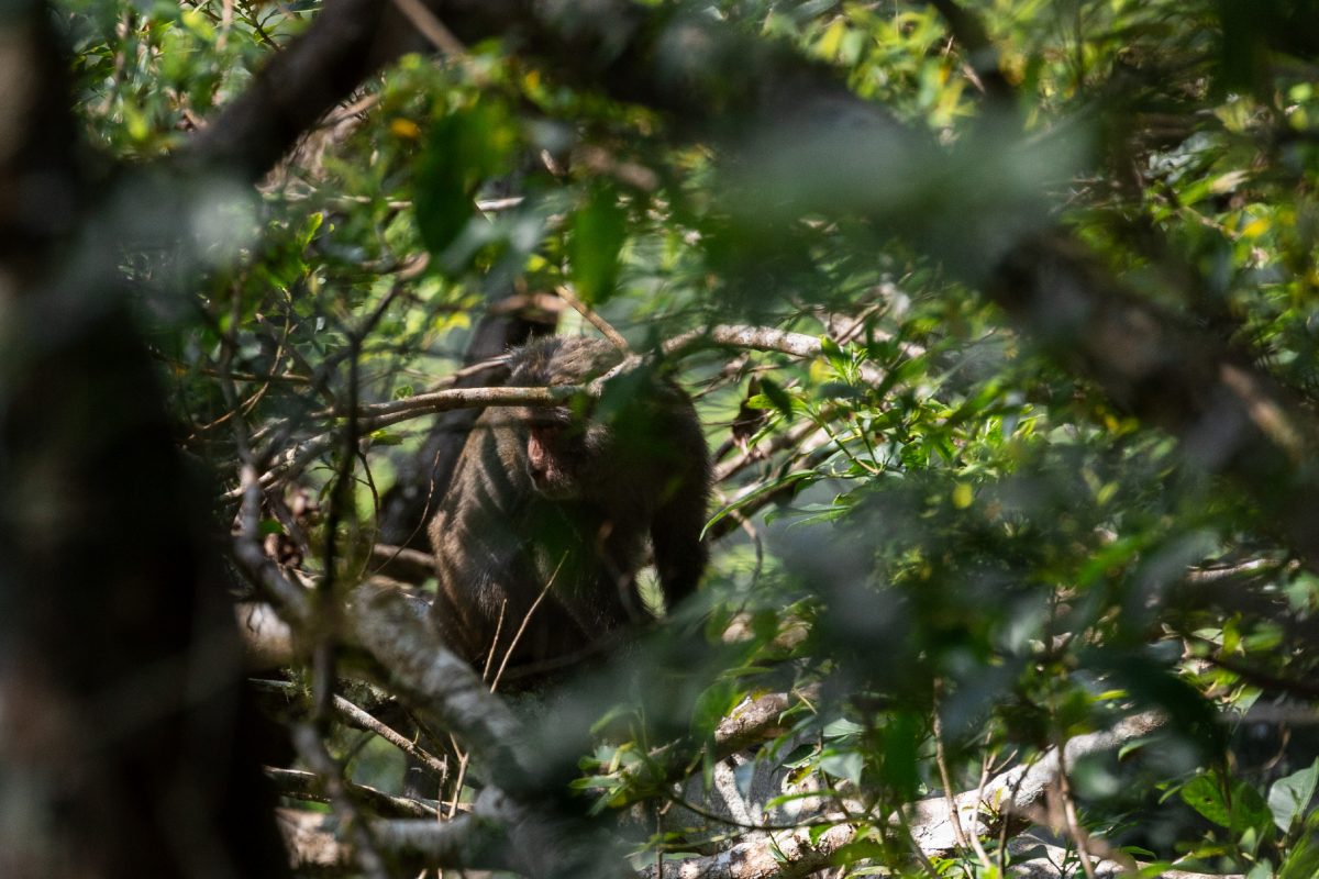 Monkey is sitting on a branch