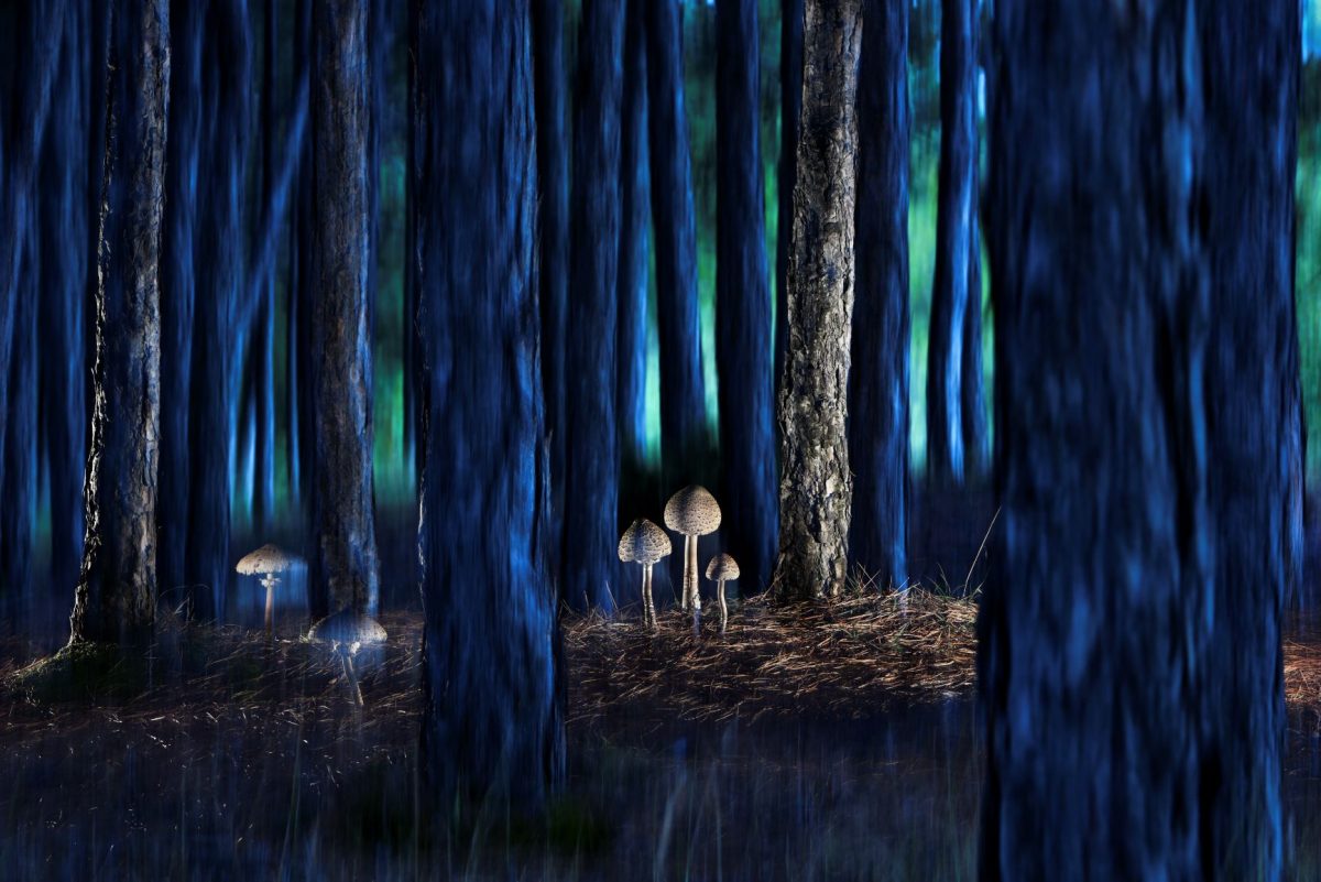 เห็ดรา, เห็ดร่ม, MACROLEPIOTA PROCERA