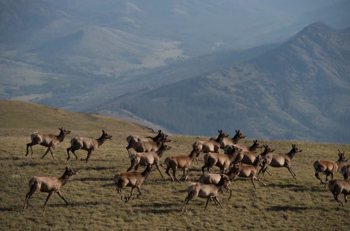 กวางเอลก์, ฝูงกวาง