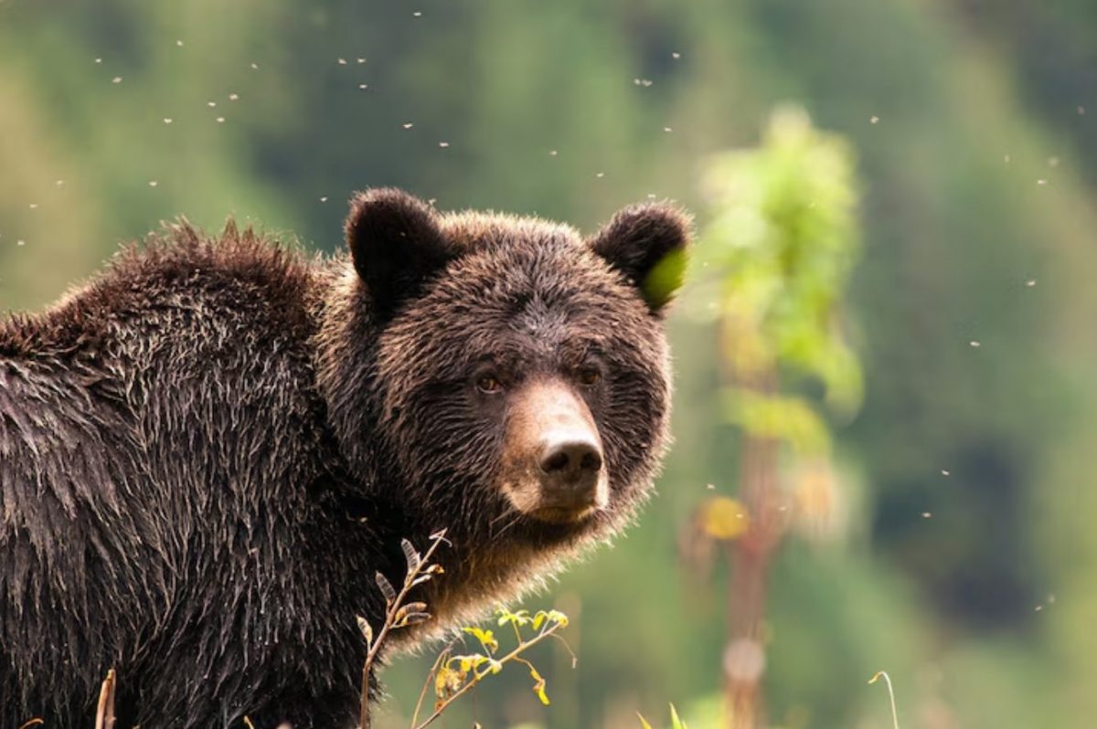 หมีกริซลี