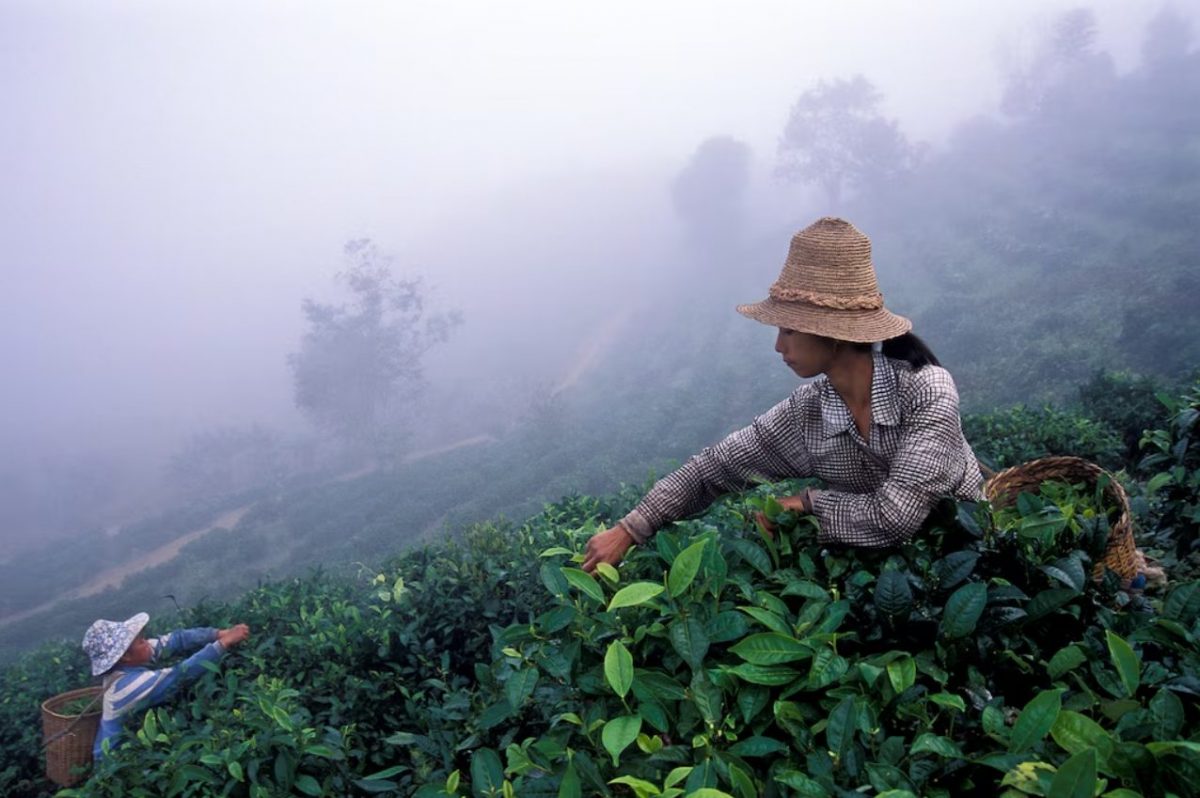 ไร่ชา, รสชาติาหาร