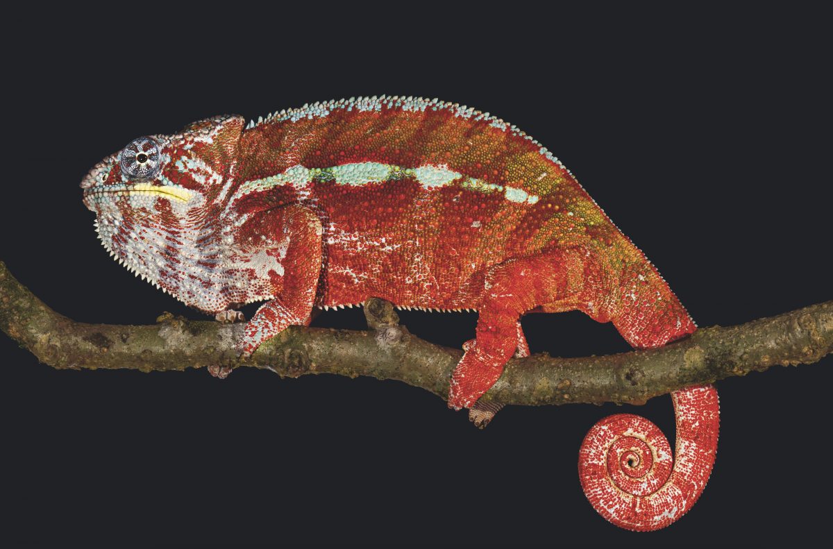 กิ้งก่าคาเมเลี่ยน