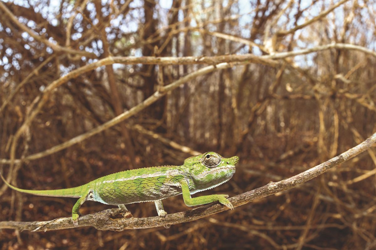 กิ้งก่าคาเมเลี่ยน