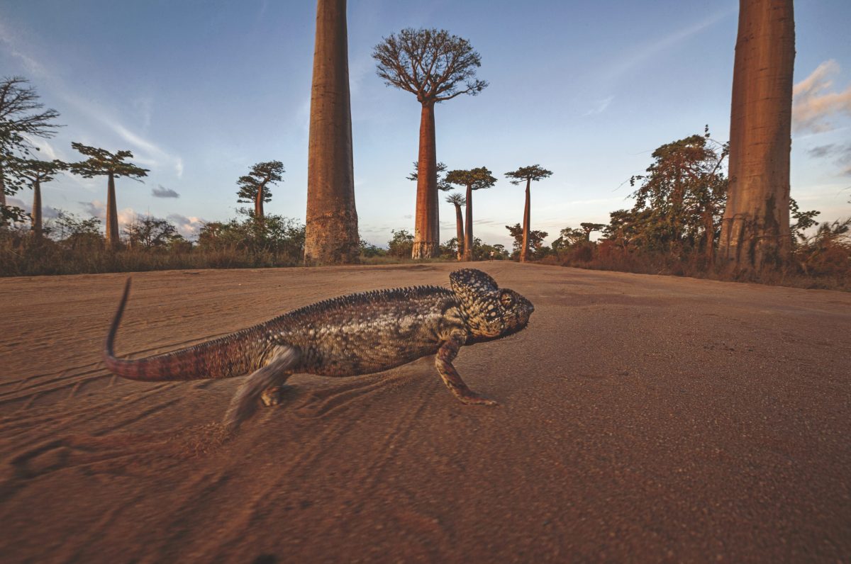 กิ้งก่าคาเมเลี่ยน