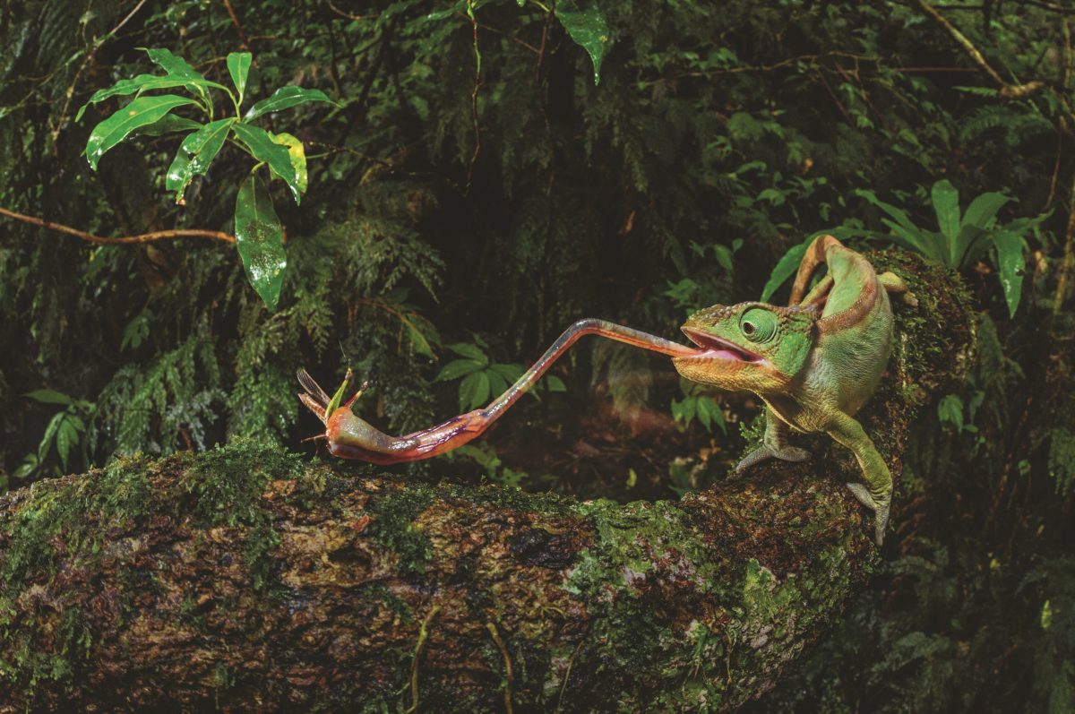 กิ้งก่าคาเมเลี่ยน