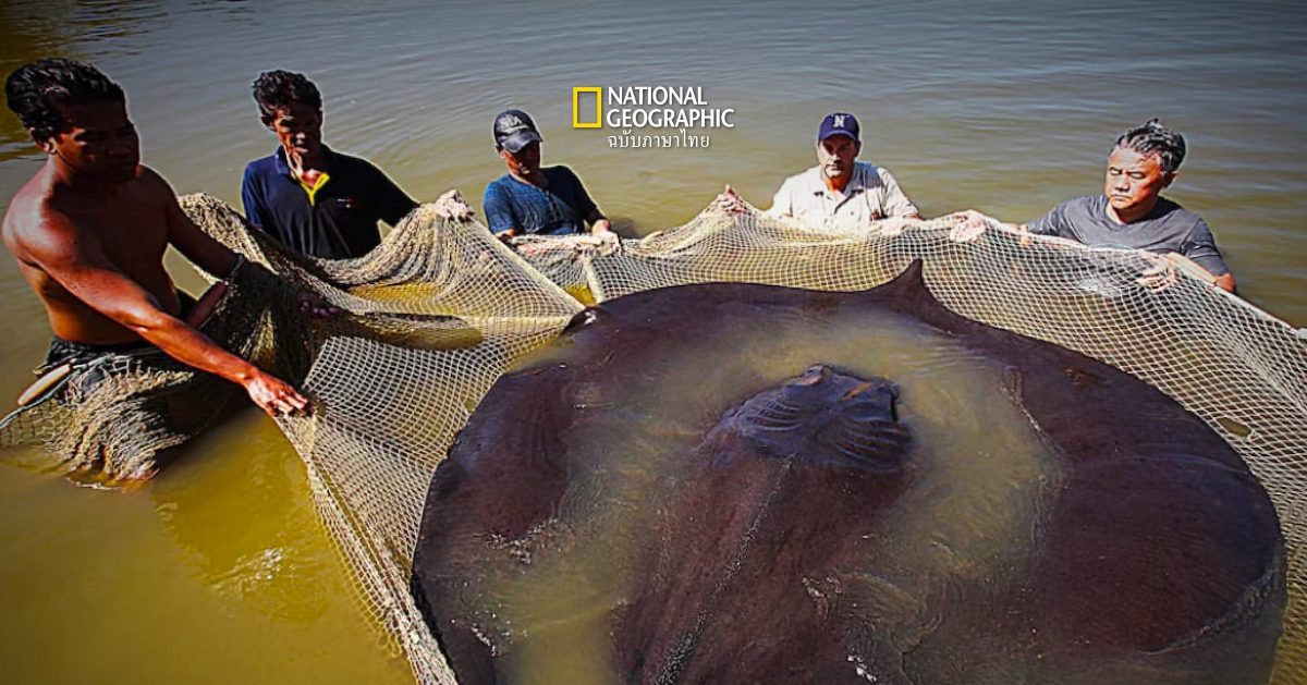 ภารกิจตามล่า  ” ปลาน้ำจืดขนาดใหญ่ สุดโลก” ในแม่น้ำโขง