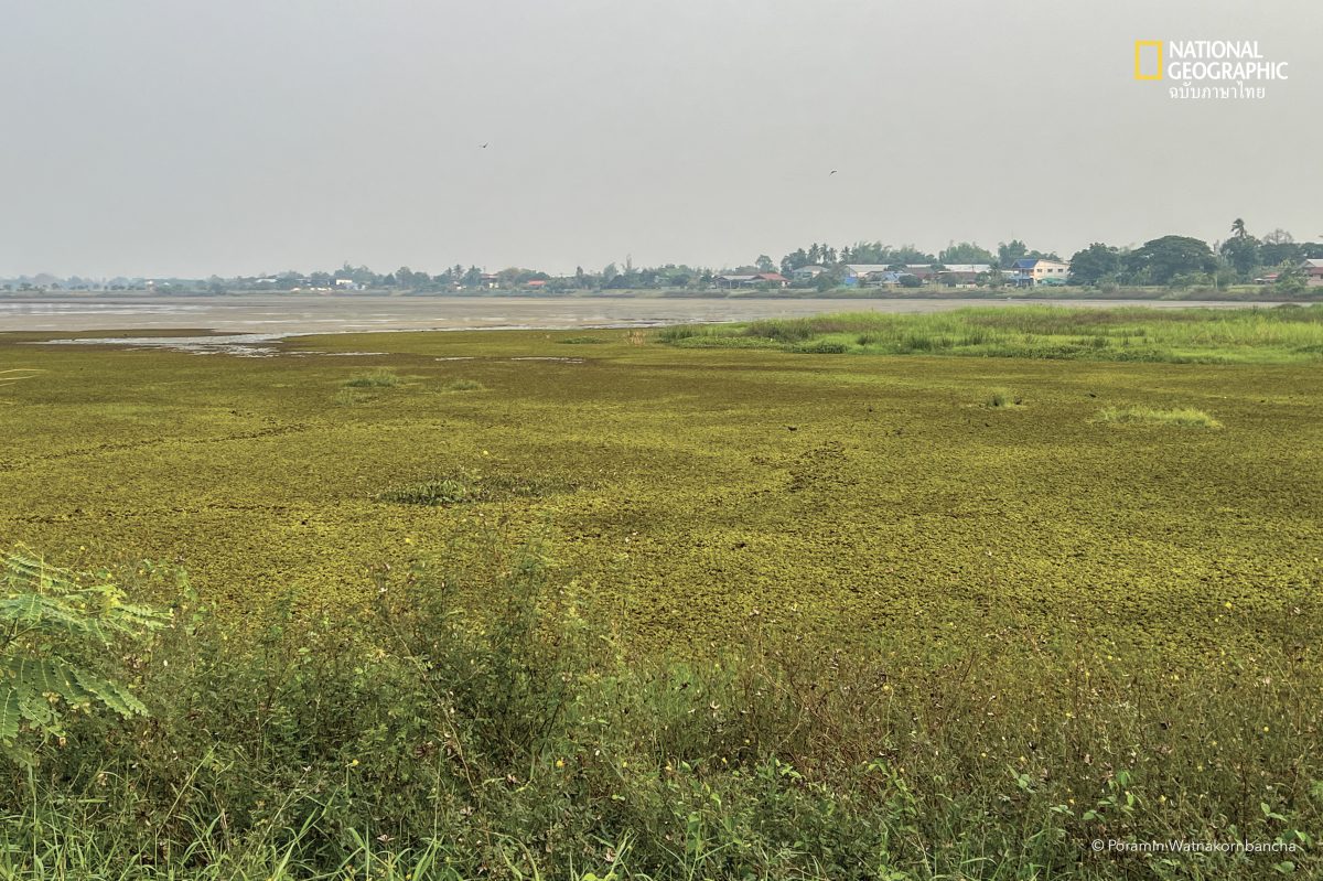 Mekong walk - เดินโขง