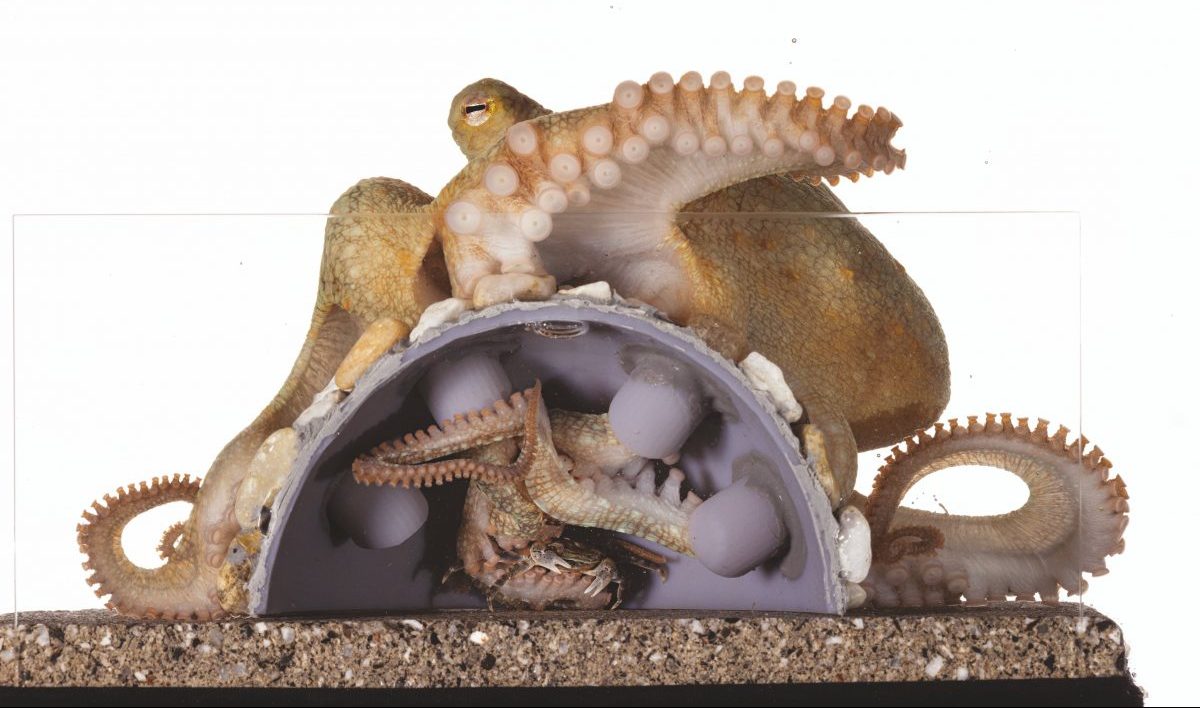 หมึกยักษ์