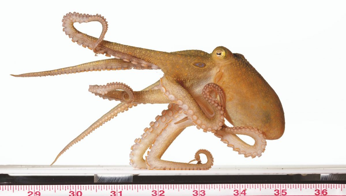 หมึกยักษ์