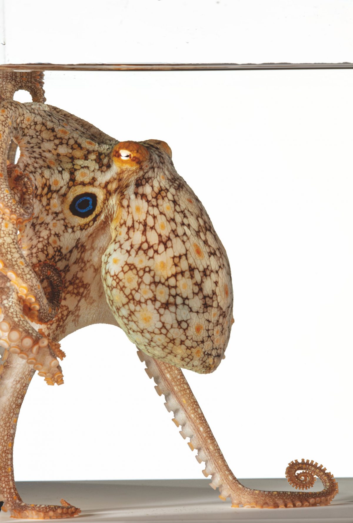 หมึกยักษ์