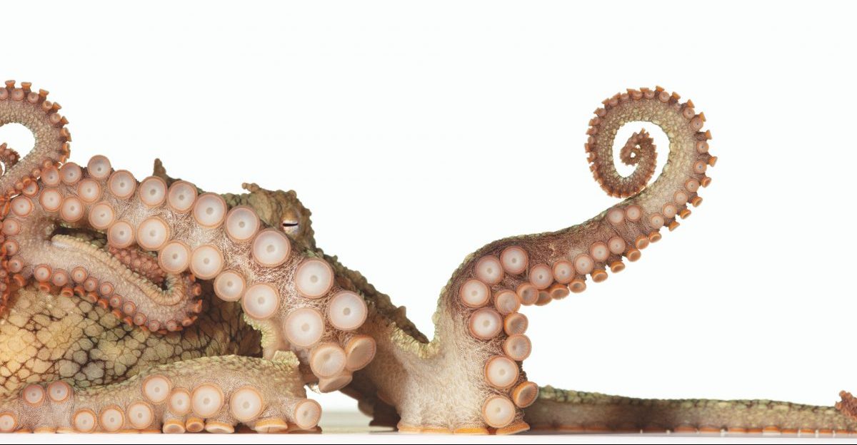 หมึกยักษ์