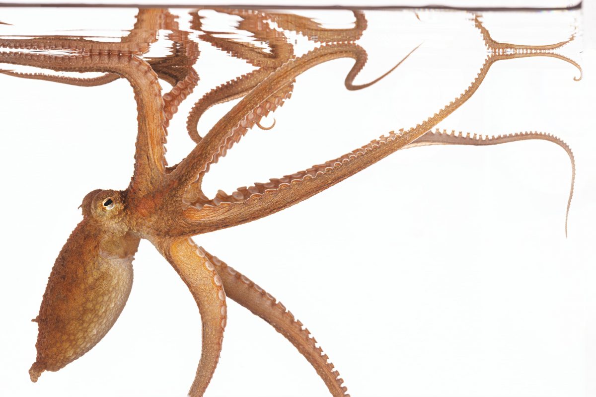 หมึกยักษ์