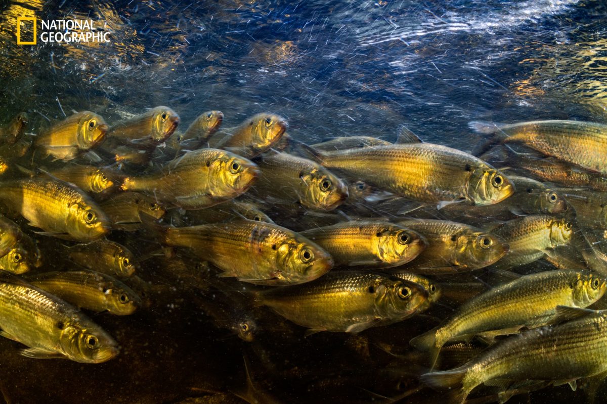 อ่าวเมน, มหาสมุทรเดือด