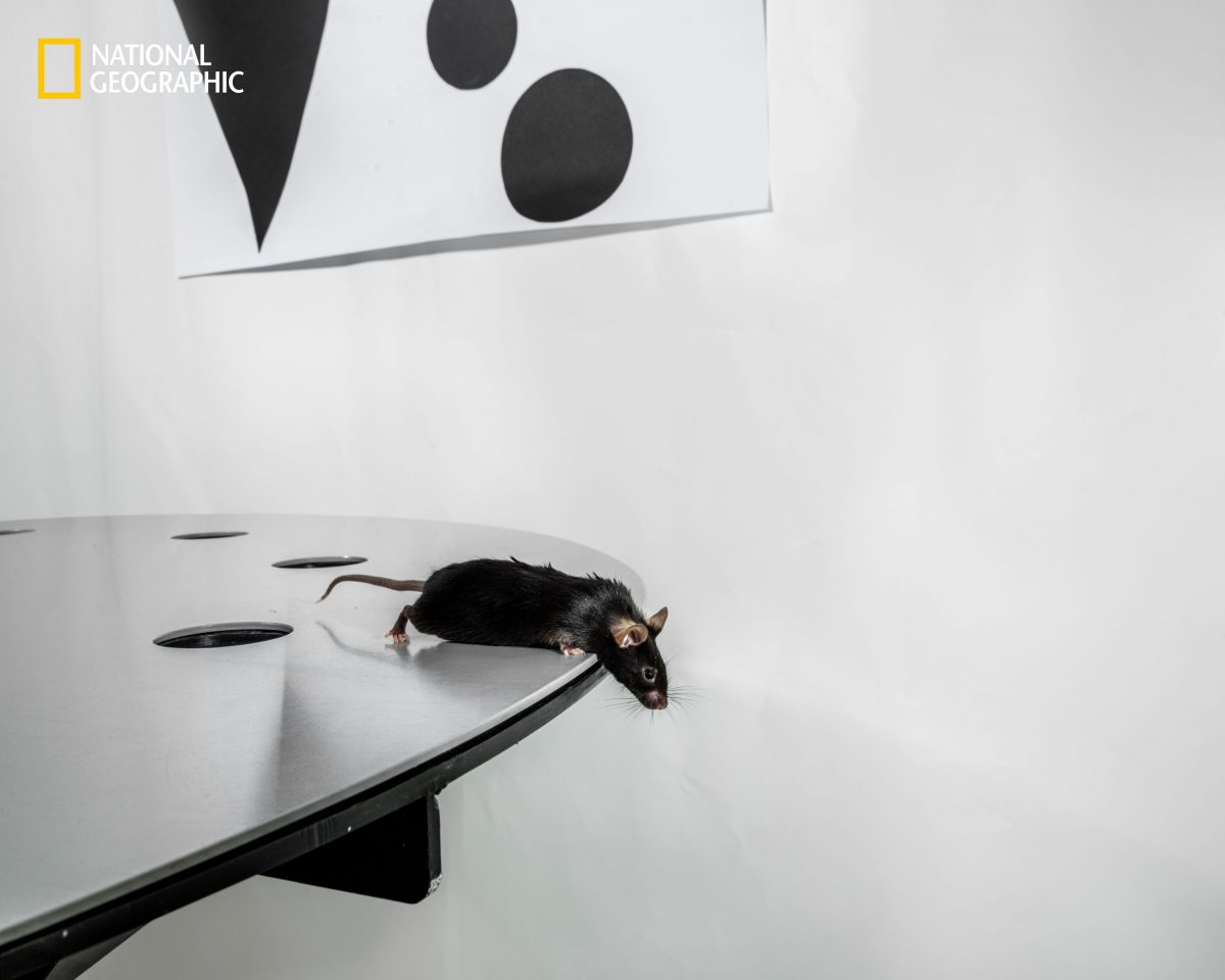 ความเครียด, หนูทดลอง