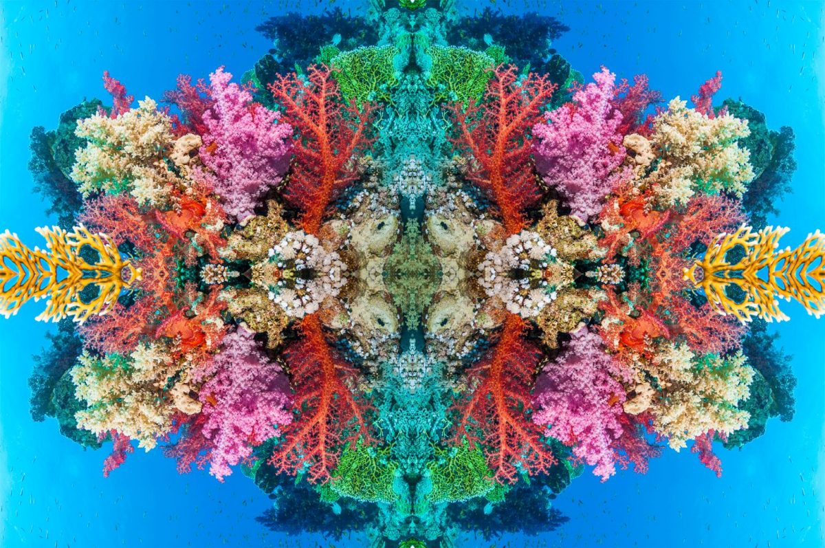 ภาพปะการัง