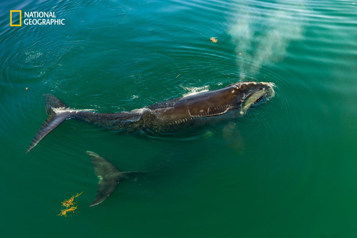 อ่าวเมน, มหาสมุทรเดือด