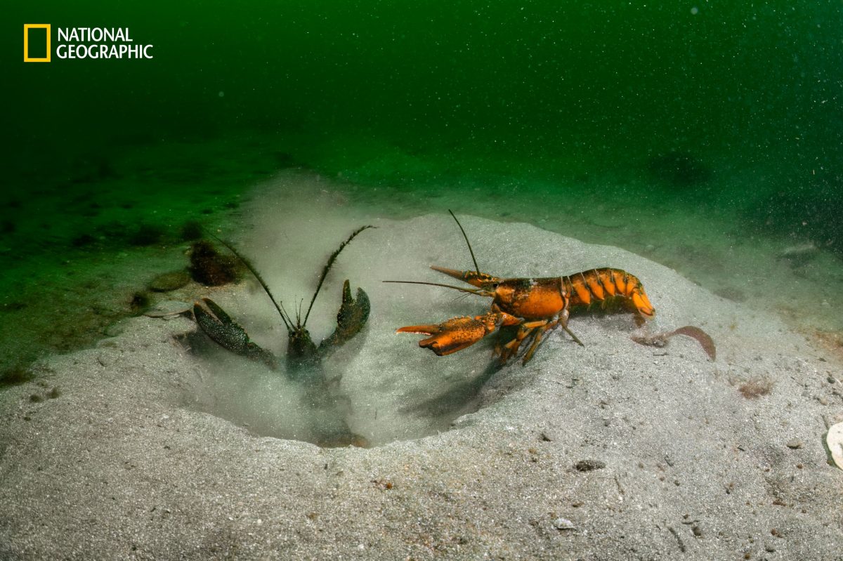 อ่าวเมน, มหาสมุทรเดือด, ล็อบสเตอร์