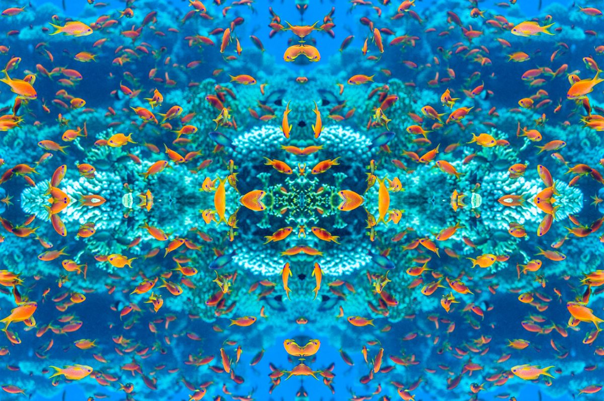 ภาพปะการัง