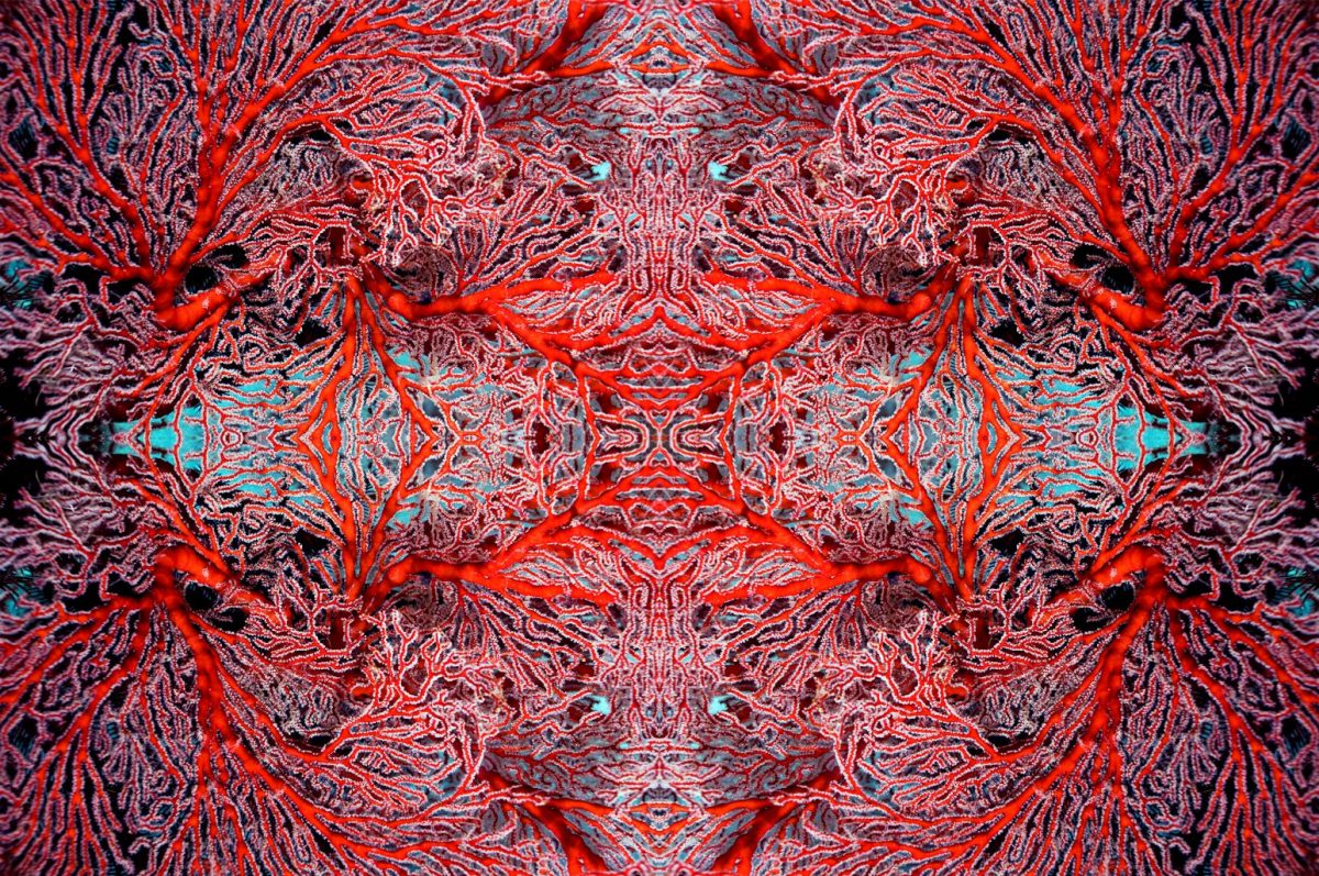 ภาพปะการัง