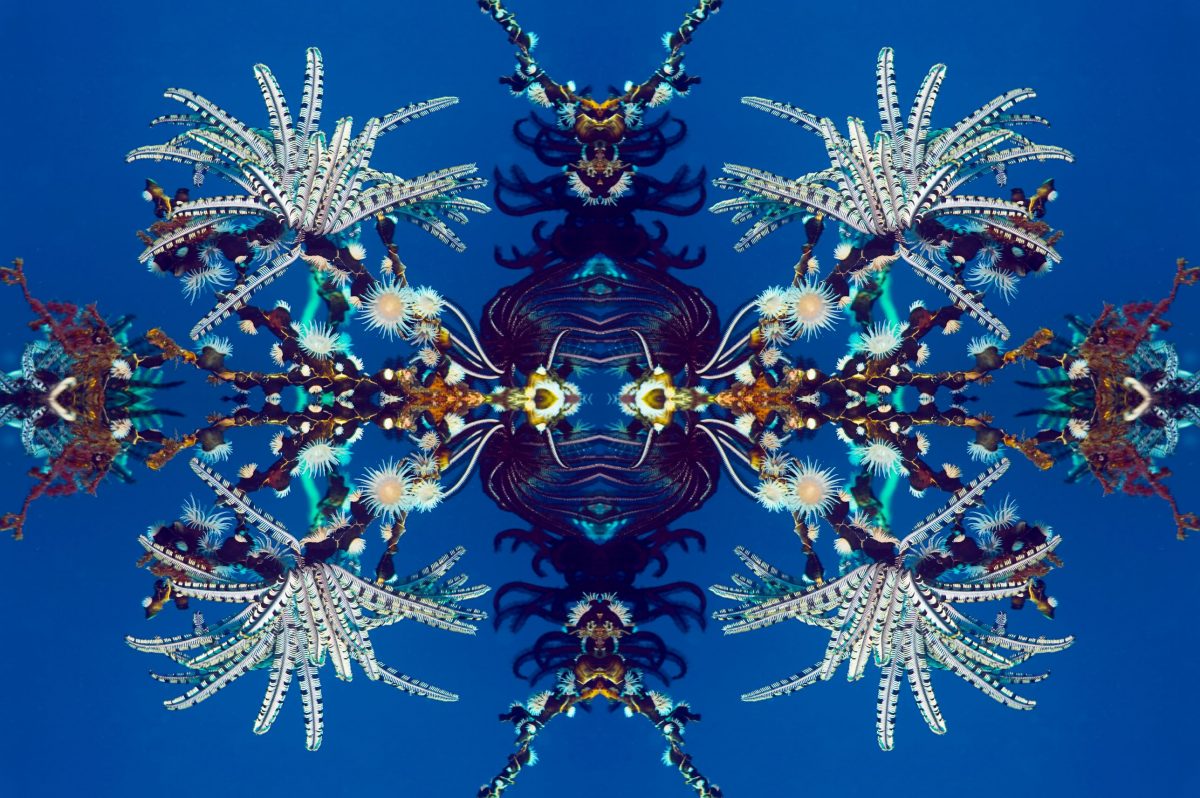 ภาพปะการัง