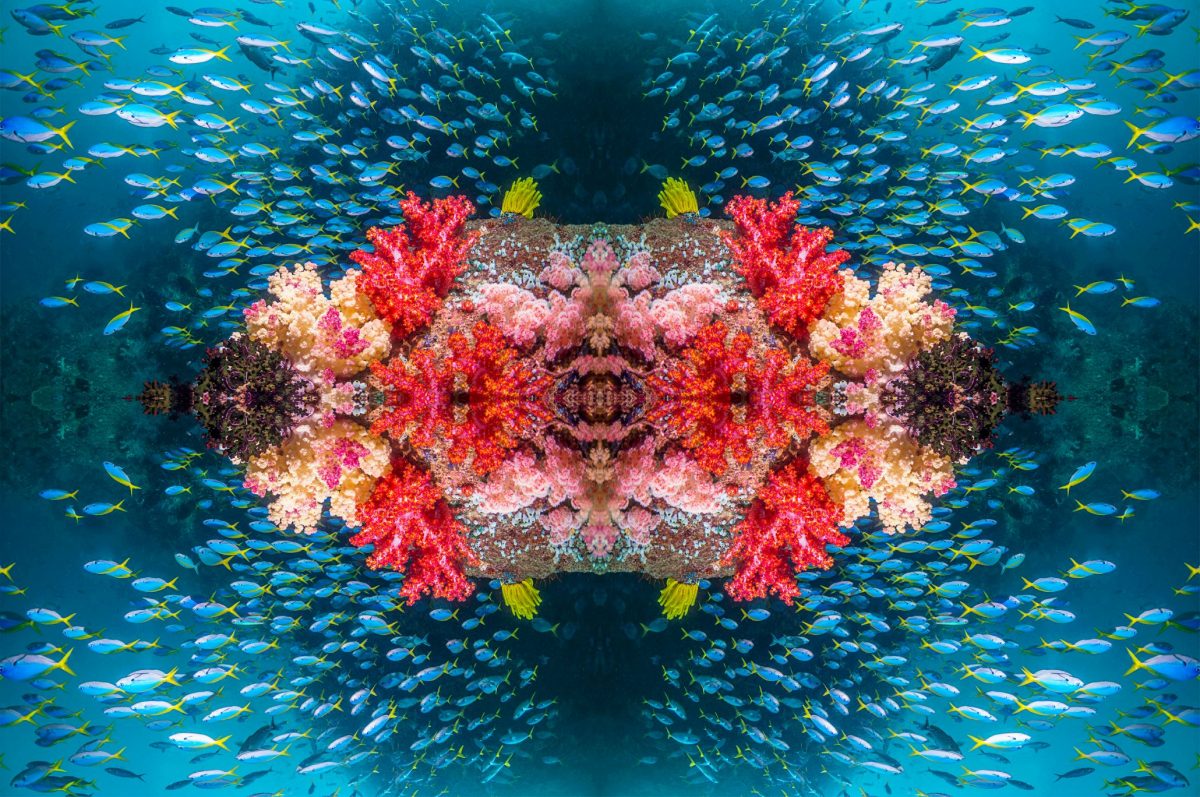 ภาพปะการัง