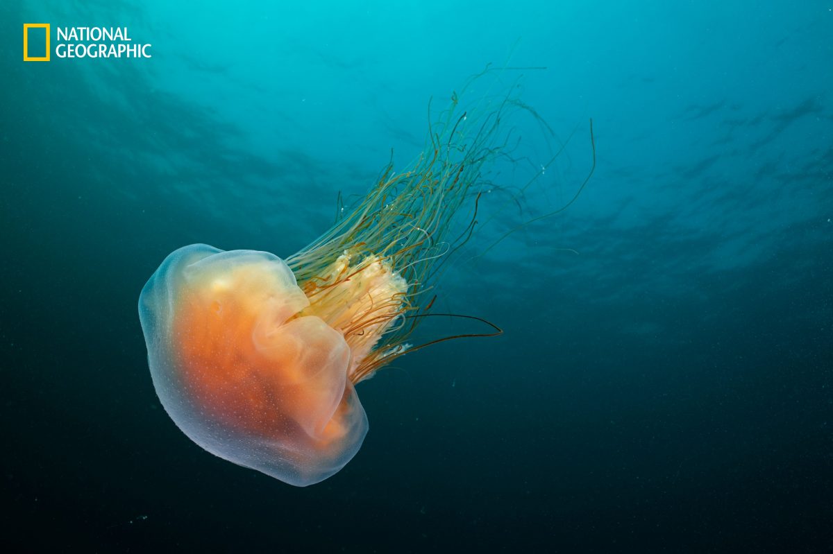 อ่าวเมน, มหาสมุทรเดือด, แมงกะพรุน