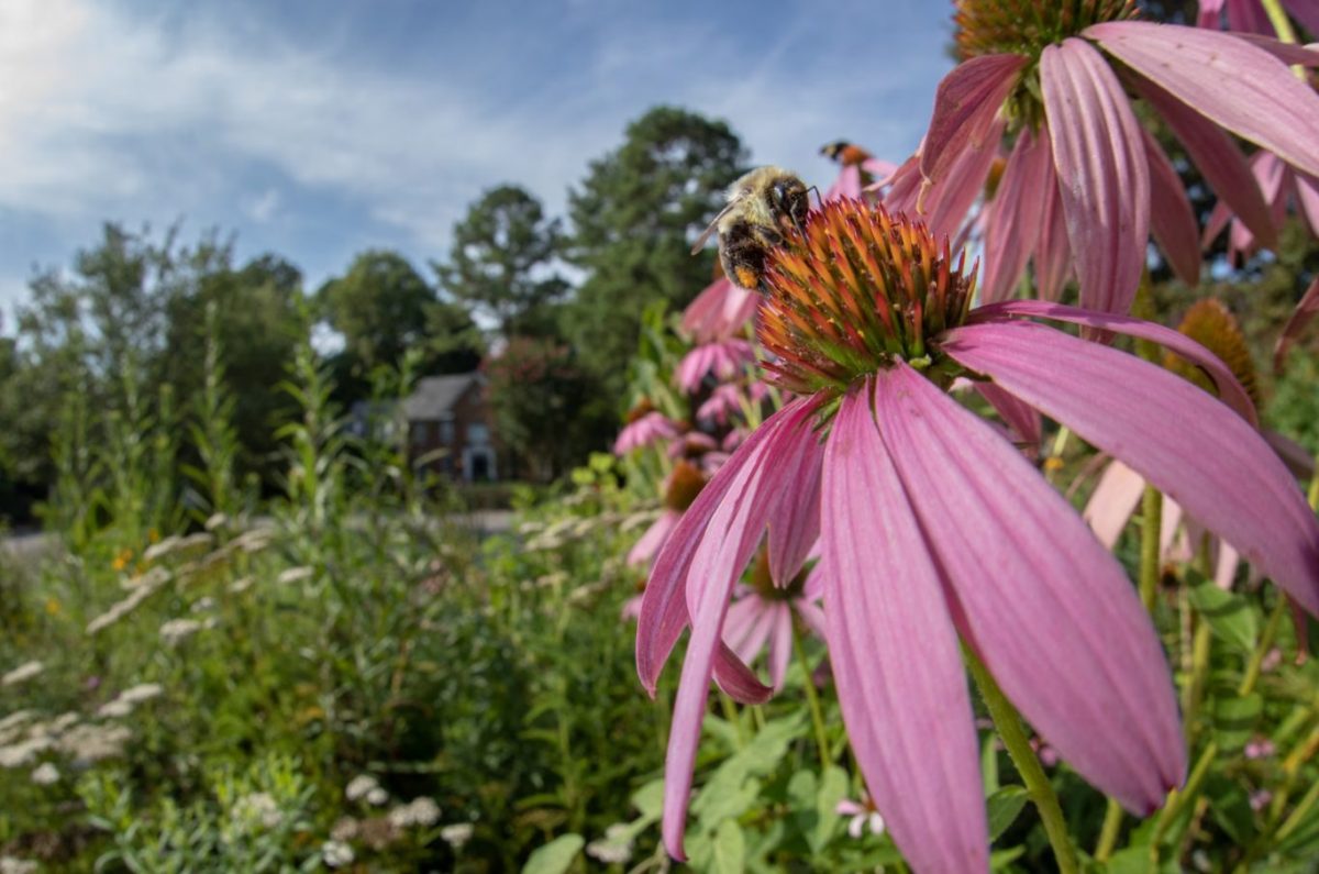 ผึ้งพื้นเมือง, ผึ้ง