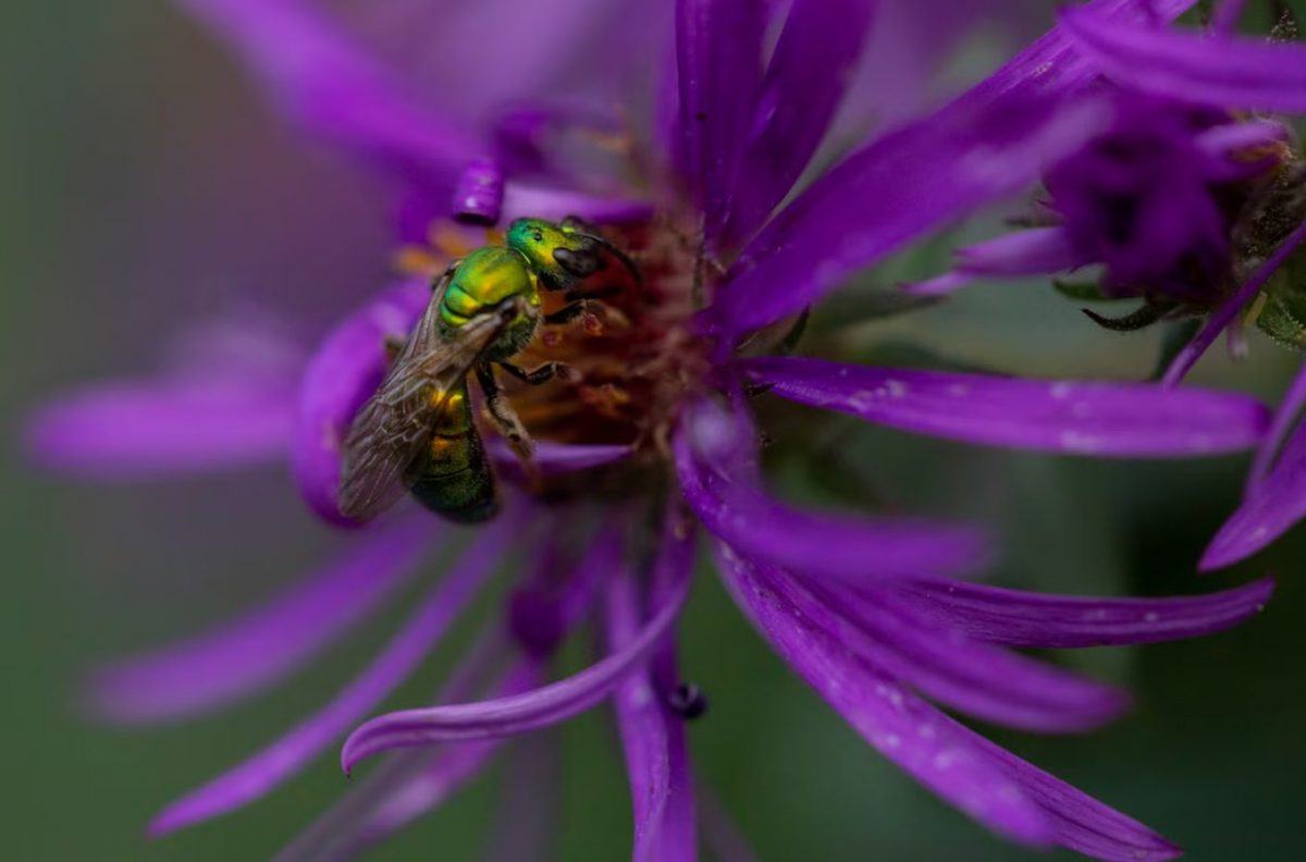 ผึ้งพื้นเมือง, ผึ้ง, ผสมเกสร