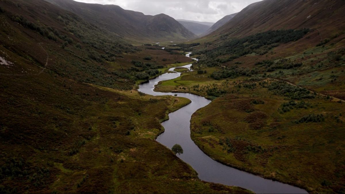 ฟื้นคืนป่า, สกอตแลนด์