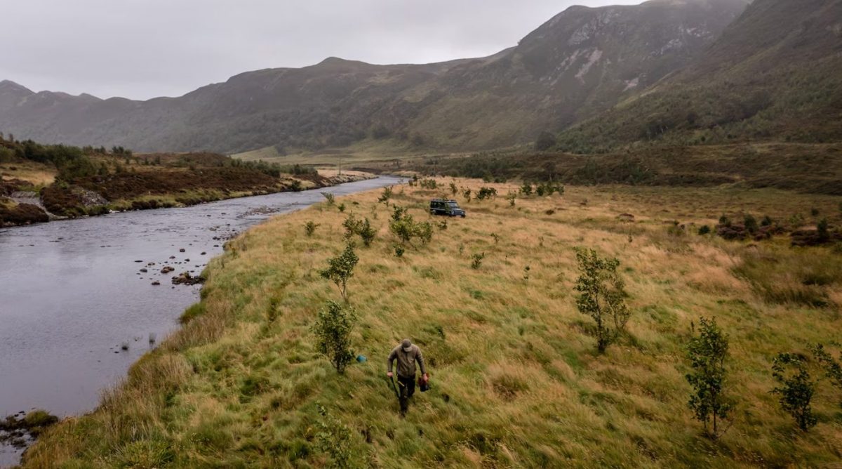 ฟื้นคืนป่า, สกอตแลนด์