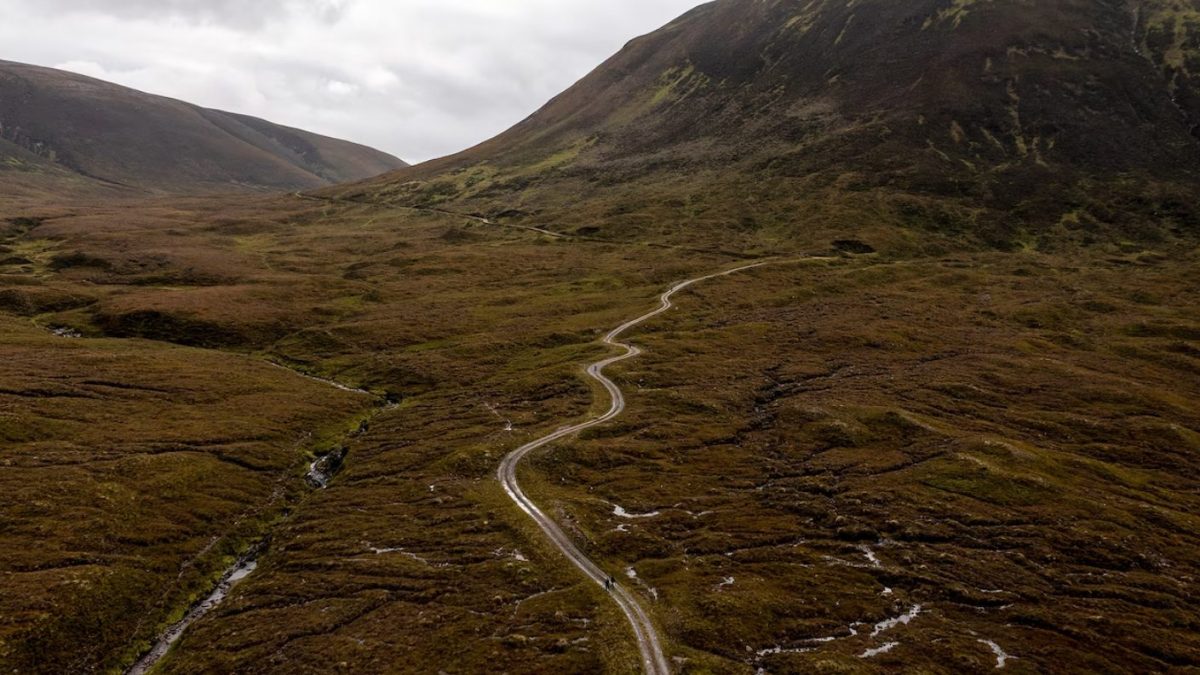 ฟื้นคืนป่า, สกอตแลนด์