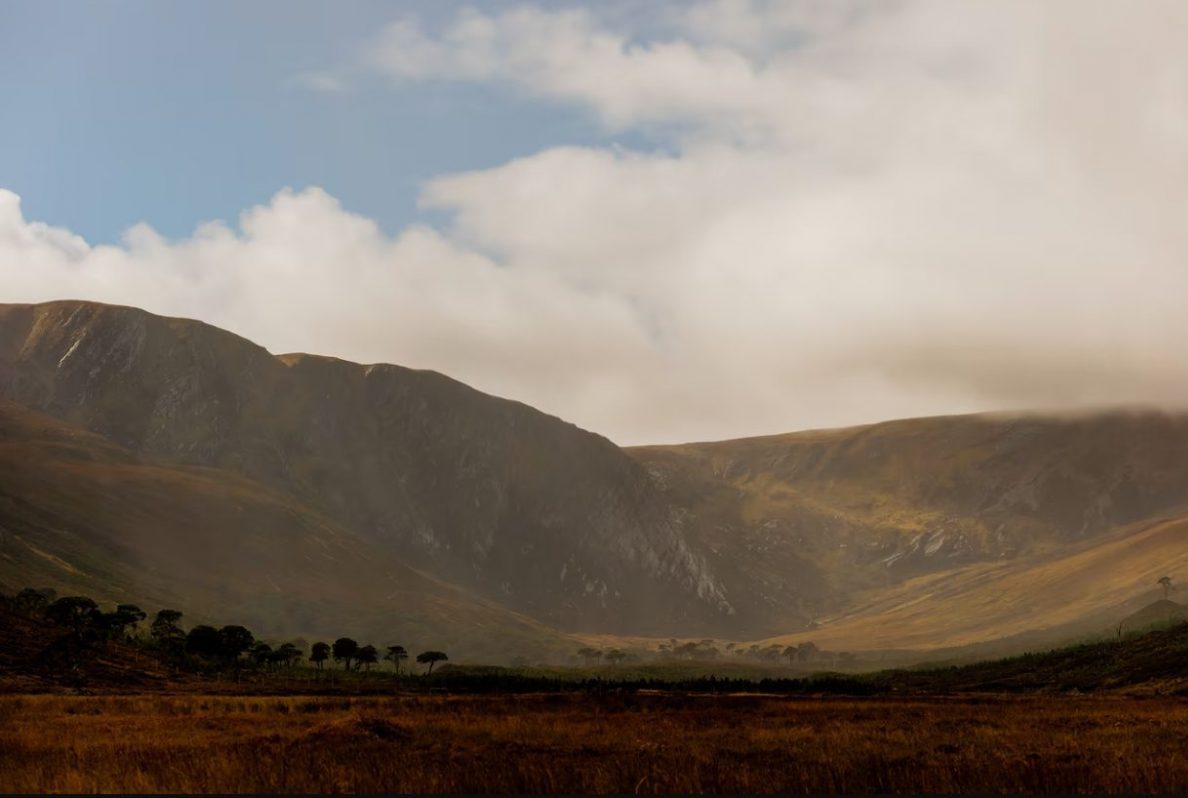 ฟื้นคืนป่า, สกอตแลนด์