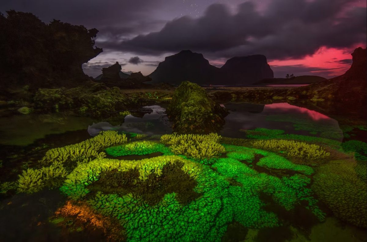 แนวปะการัง, เกาะลอร์ด ฮาว