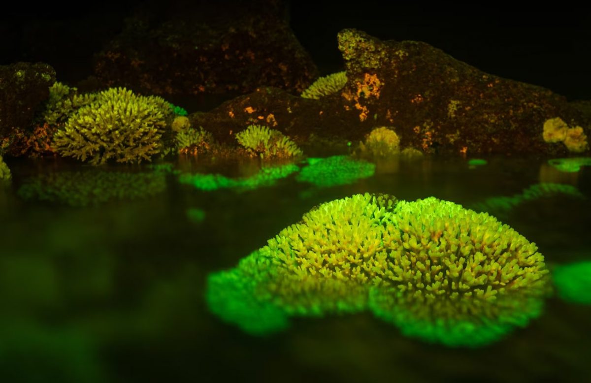 แนวปะการัง, เกาะลอร์ด ฮาว