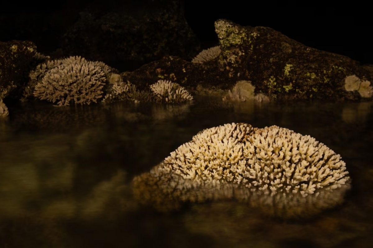 แนวปะการัง, เกาะลอร์ด ฮาว