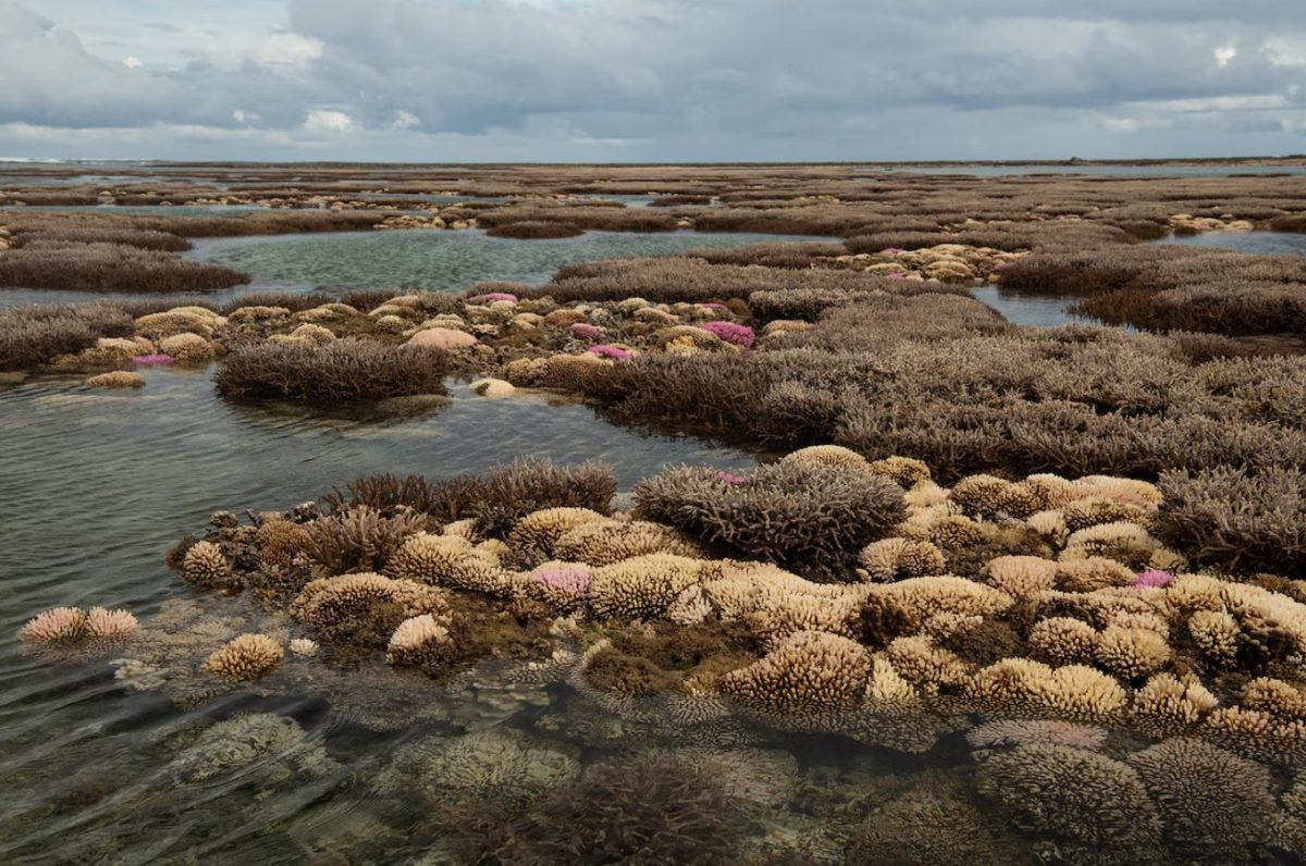 แนวปะการัง, เกาะลอร์ด ฮาว