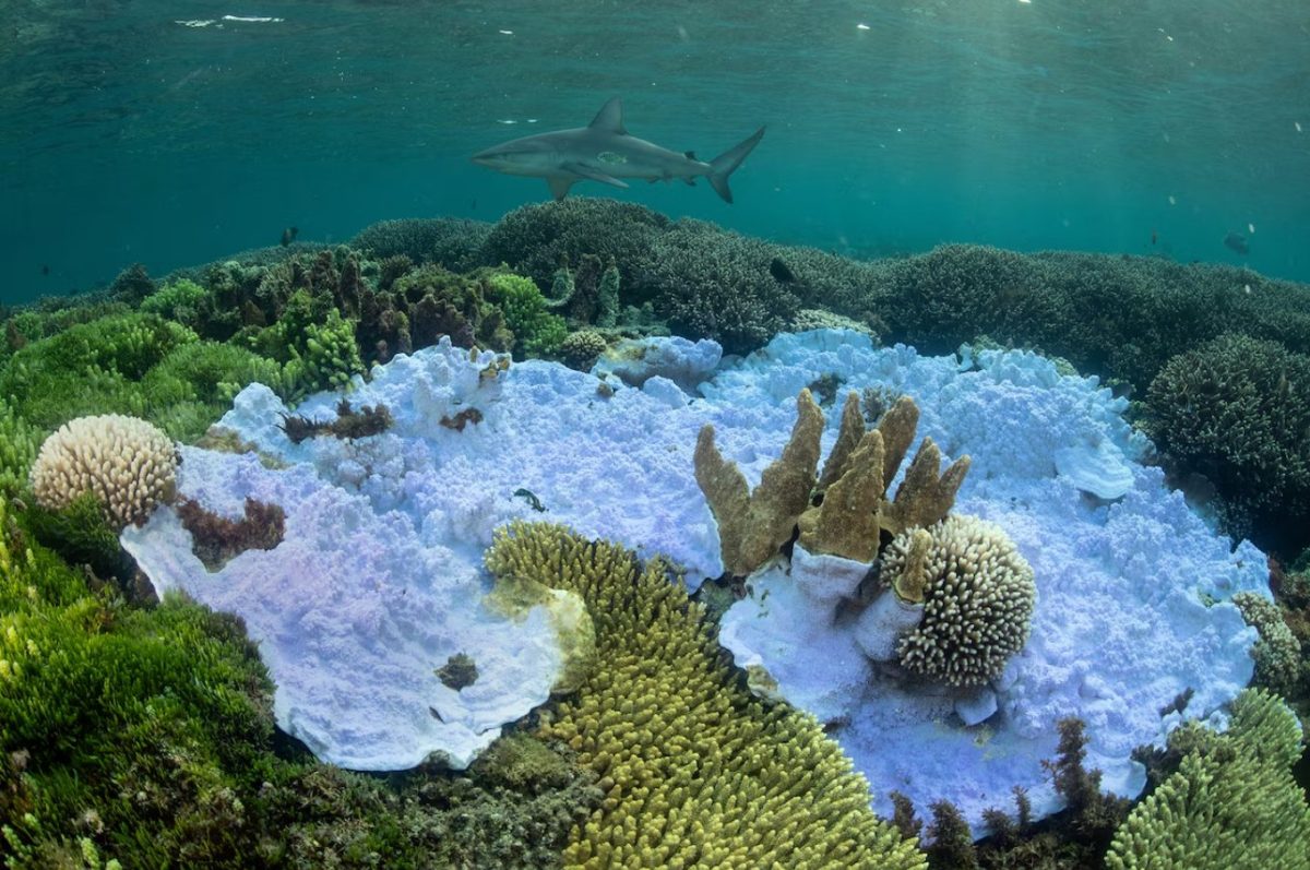 แนวปะการัง, เกาะลอร์ด ฮาว