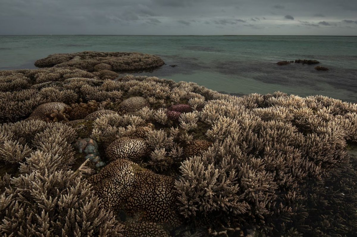 แนวปะการัง, เกาะลอร์ด ฮาว