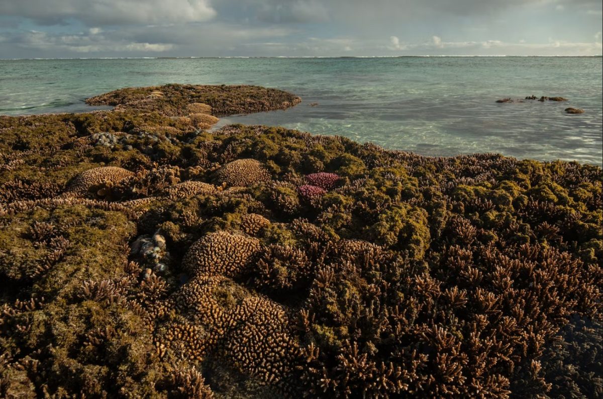 แนวปะการัง, เกาะลอร์ด ฮาว