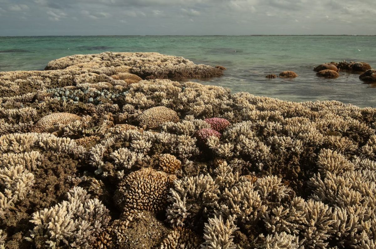 แนวปะการัง, เกาะลอร์ด ฮาว