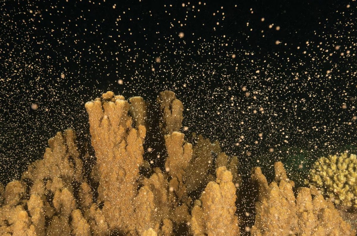 แนวปะการัง, เกาะลอร์ด ฮาว