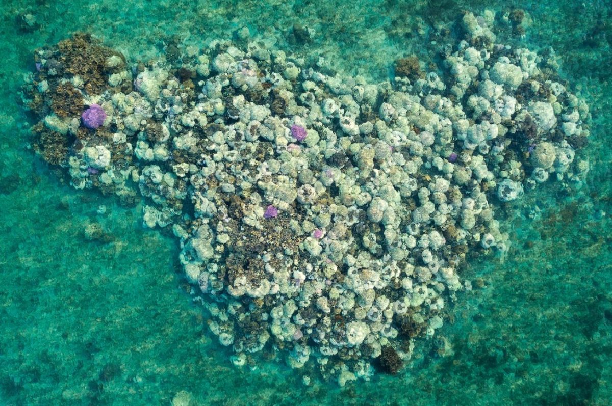 แนวปะการัง, เกาะลอร์ด ฮาว