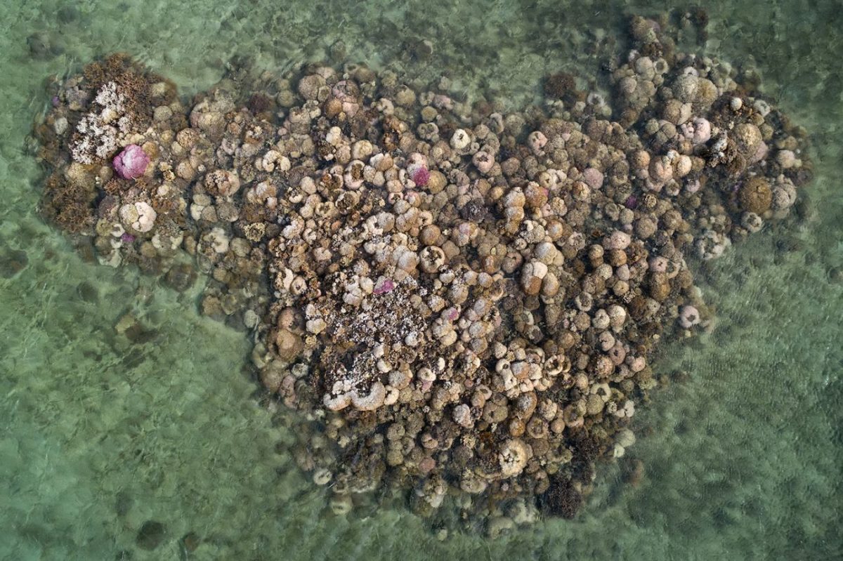 แนวปะการัง, เกาะลอร์ด ฮาว