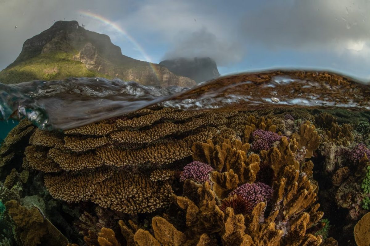 แนวปะการัง, เกาะลอร์ด ฮาว